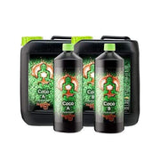 Buddhas Baum Kokosnuss AB