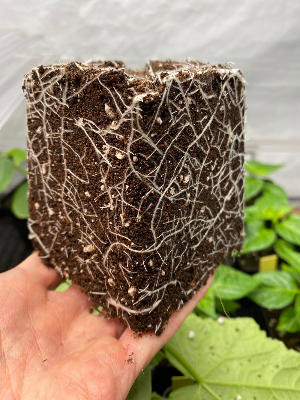 Ecothrive - Biosys