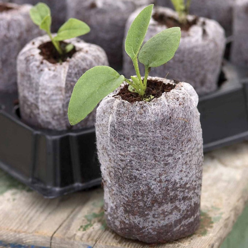 Jiffy Torf-Tabletten