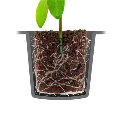 Root!T Trockenes Torf freier Anzuchtkammerschutz