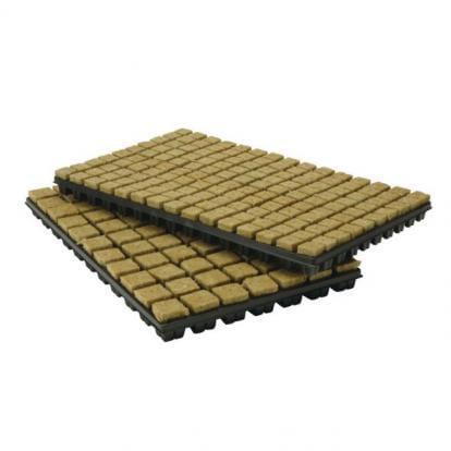 Schale mit Rockwool-Setzlingen aus Würfeln