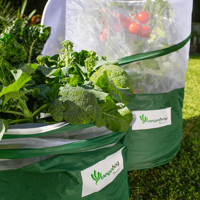 Vegepod Vegebag - Groß