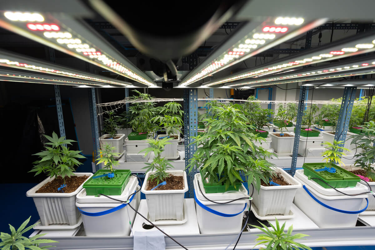 Growshop - Indoor & Outdoor - Botanical Green Spirit