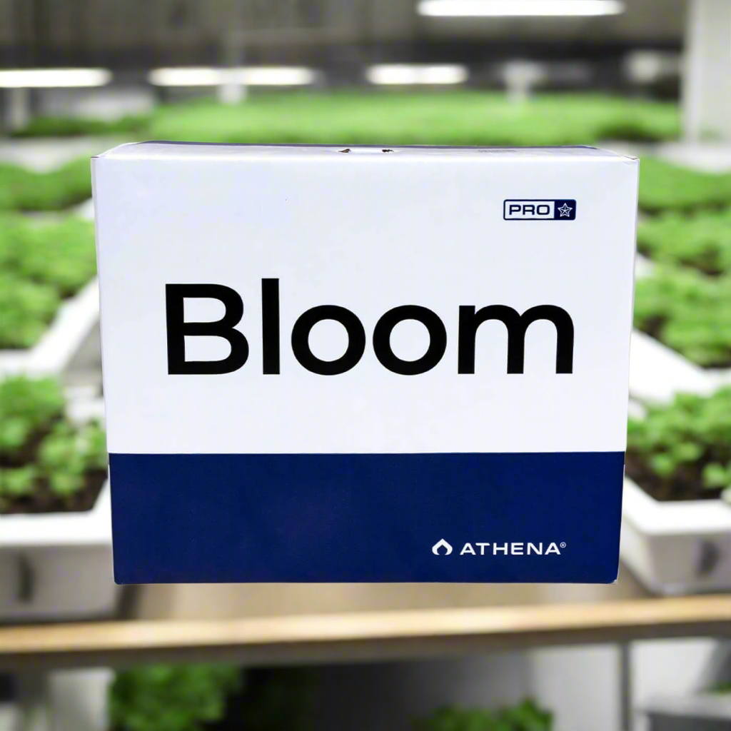 Athena Pro Line Blüte