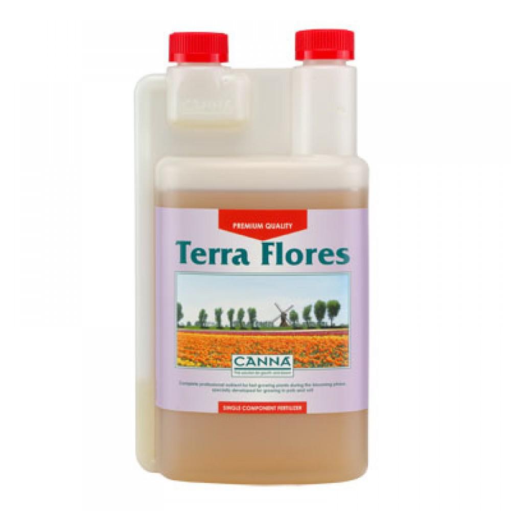 Canna - Terra Blumen