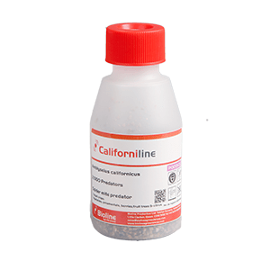 Californiline - Räuberischer Spinnmilbenfänger - 2.000 (FGCAL)
