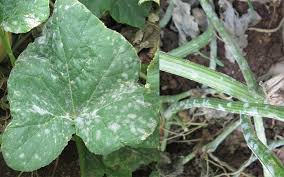 Optic Foliar Atak – Mehltau-Behandlung