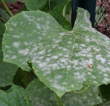 Optic Foliar Atak – Mehltau-Behandlung