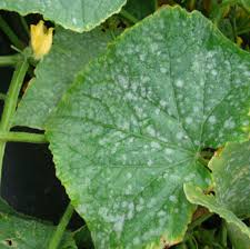 Optic Foliar Atak – Mehltau-Behandlung
