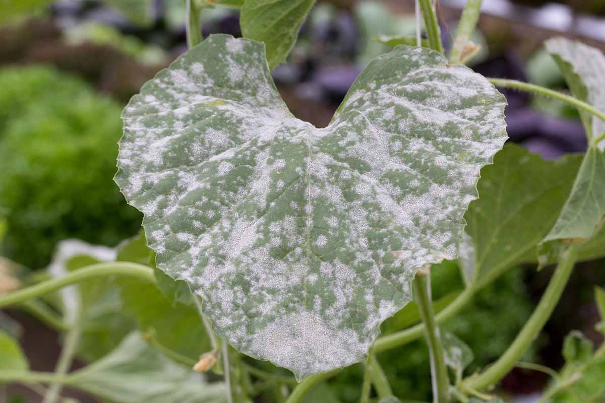Optic Foliar Atak – Mehltau-Behandlung