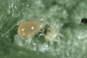 Phytoline - Spinnmilben-Räuber