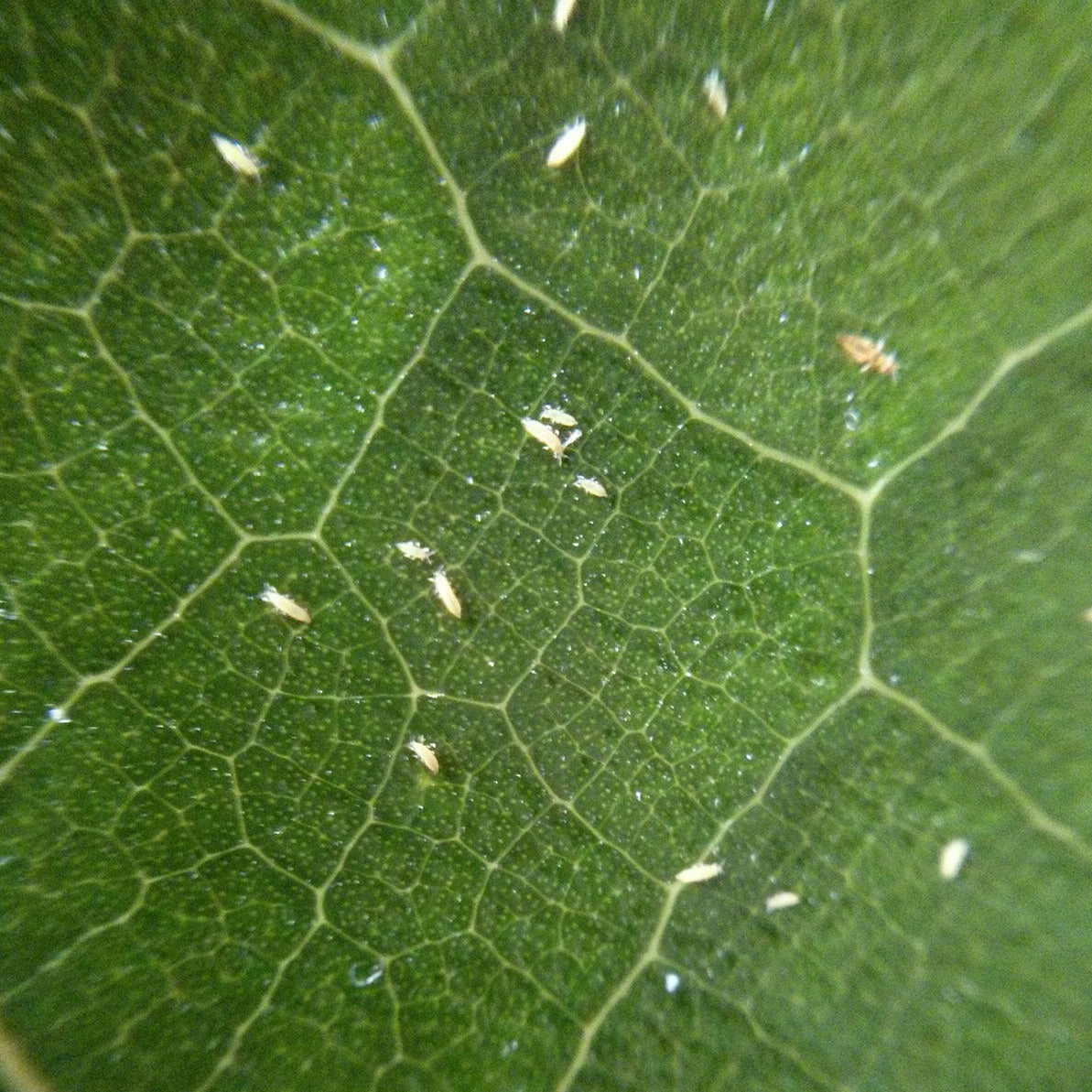 Thrips-Adulten-Killer - Orius Laevigatus Räuber