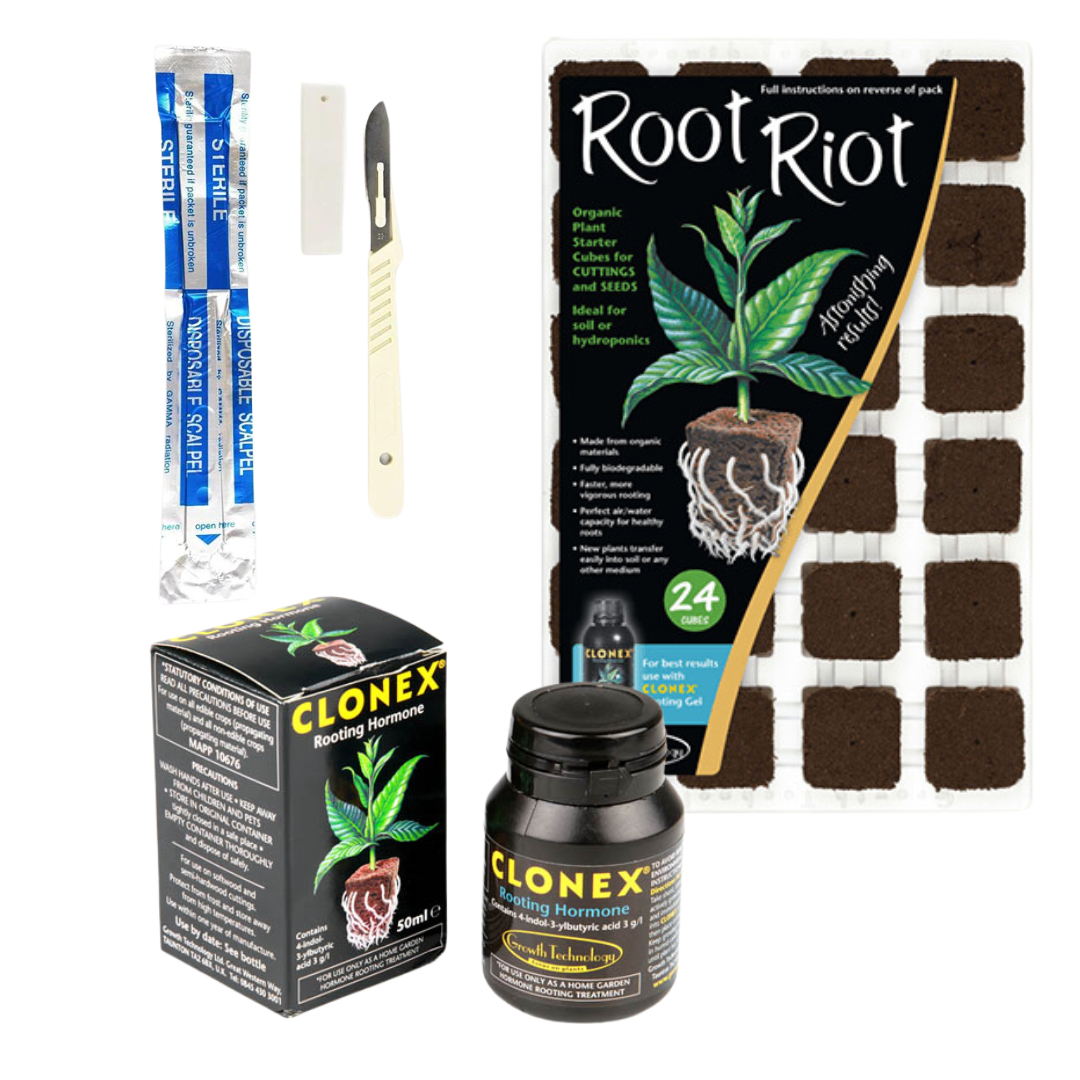 Vermehrung Klonierung Kit